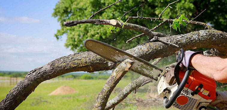 Tree Trimming